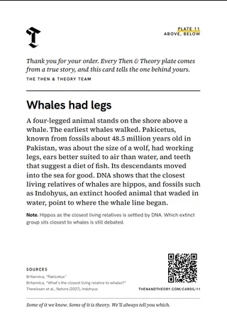 The back of the story card: “Whales had legs”, the story, sources and a code.