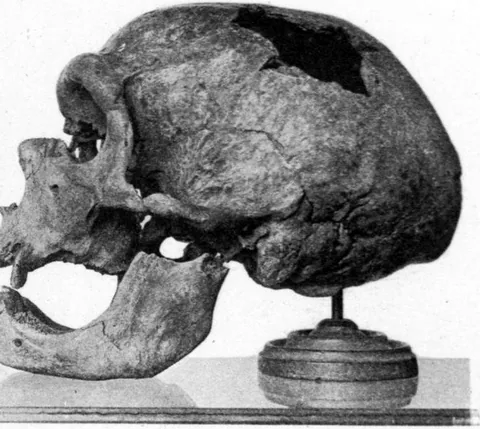 Two old photographs of a heavy fossil skull with its jaw, seen from the side and from the front: a long, low braincase, a big brow ridge, large eye sockets and nasal opening, and few teeth.